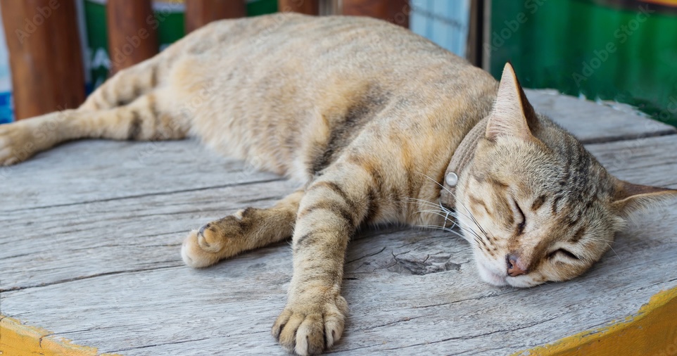 A street cat sleeping on a table at a vegan restaurant